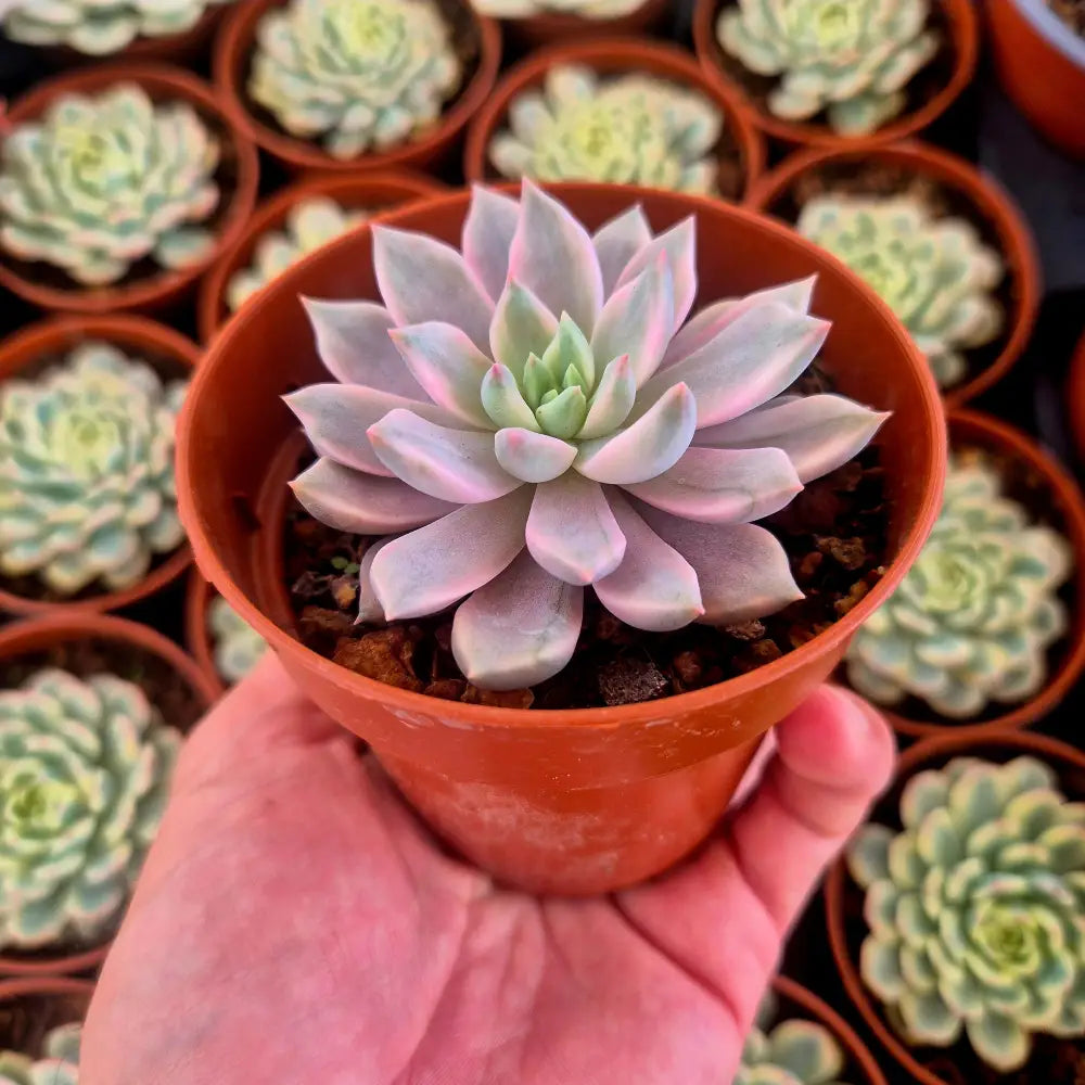 Graptoveria ’Red Diamond’ variegada
