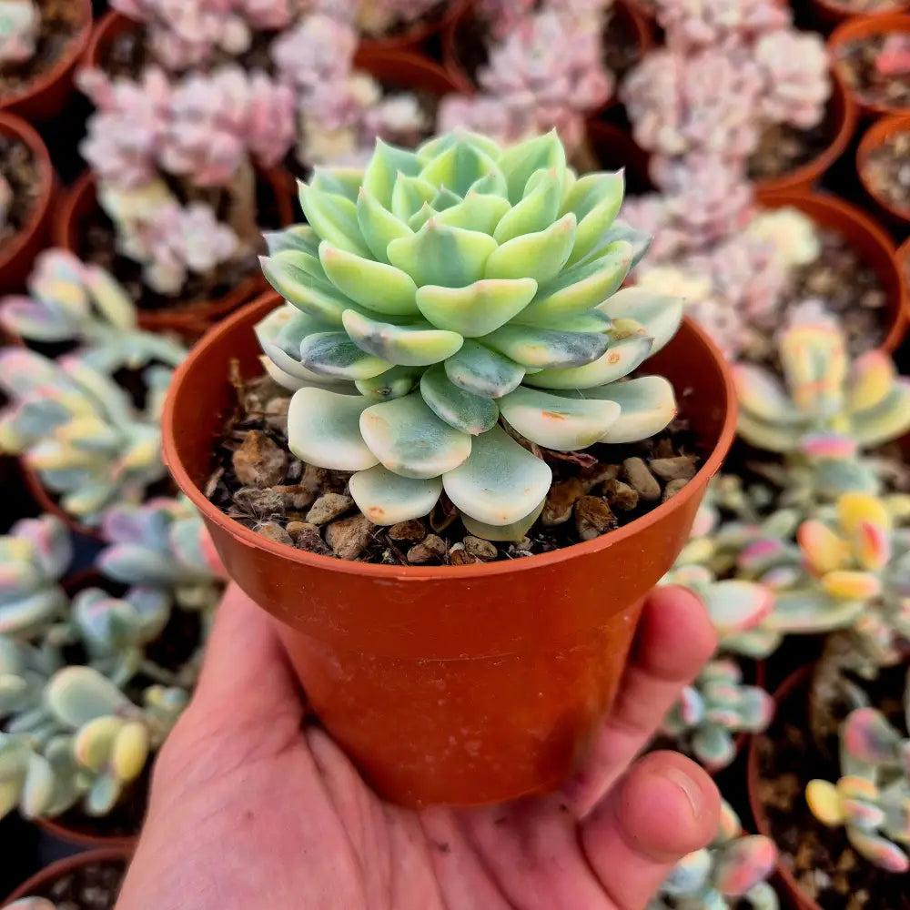 Graptoveria ’Tinkerbell’ variegada