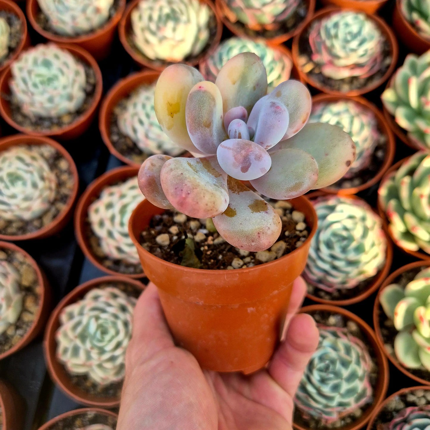 Pachyphytum oviferum variegado