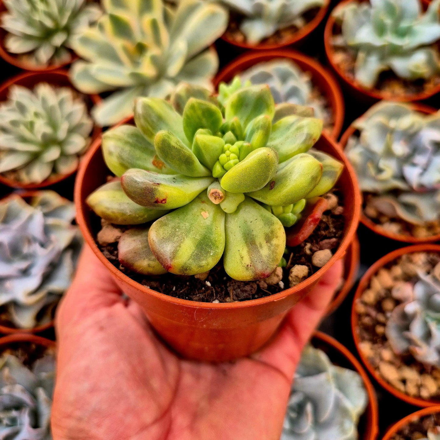 Pachyveria ’Paradoxa’ variegada