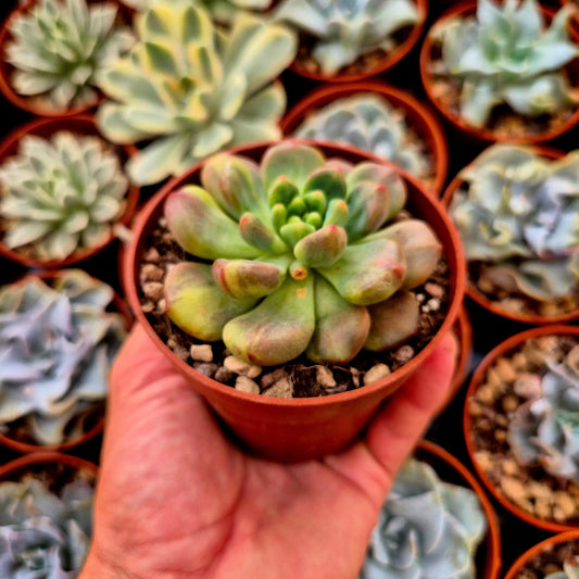 Pachyveria ’Paradoxa’ variegada