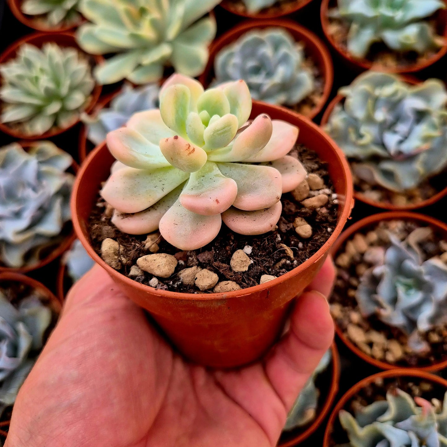 Pachyveria ’Ruo Tao’ variegada