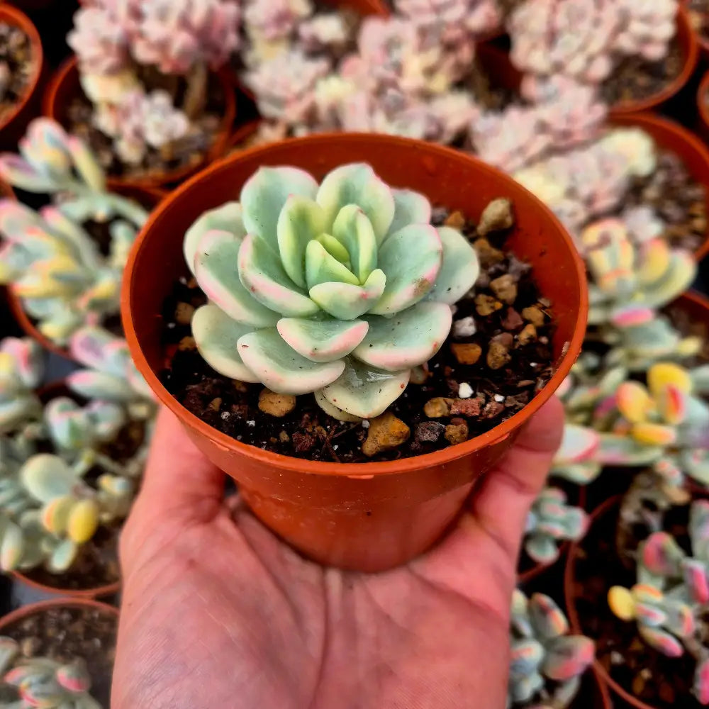Pachyveria ’Worthy One’ variegada