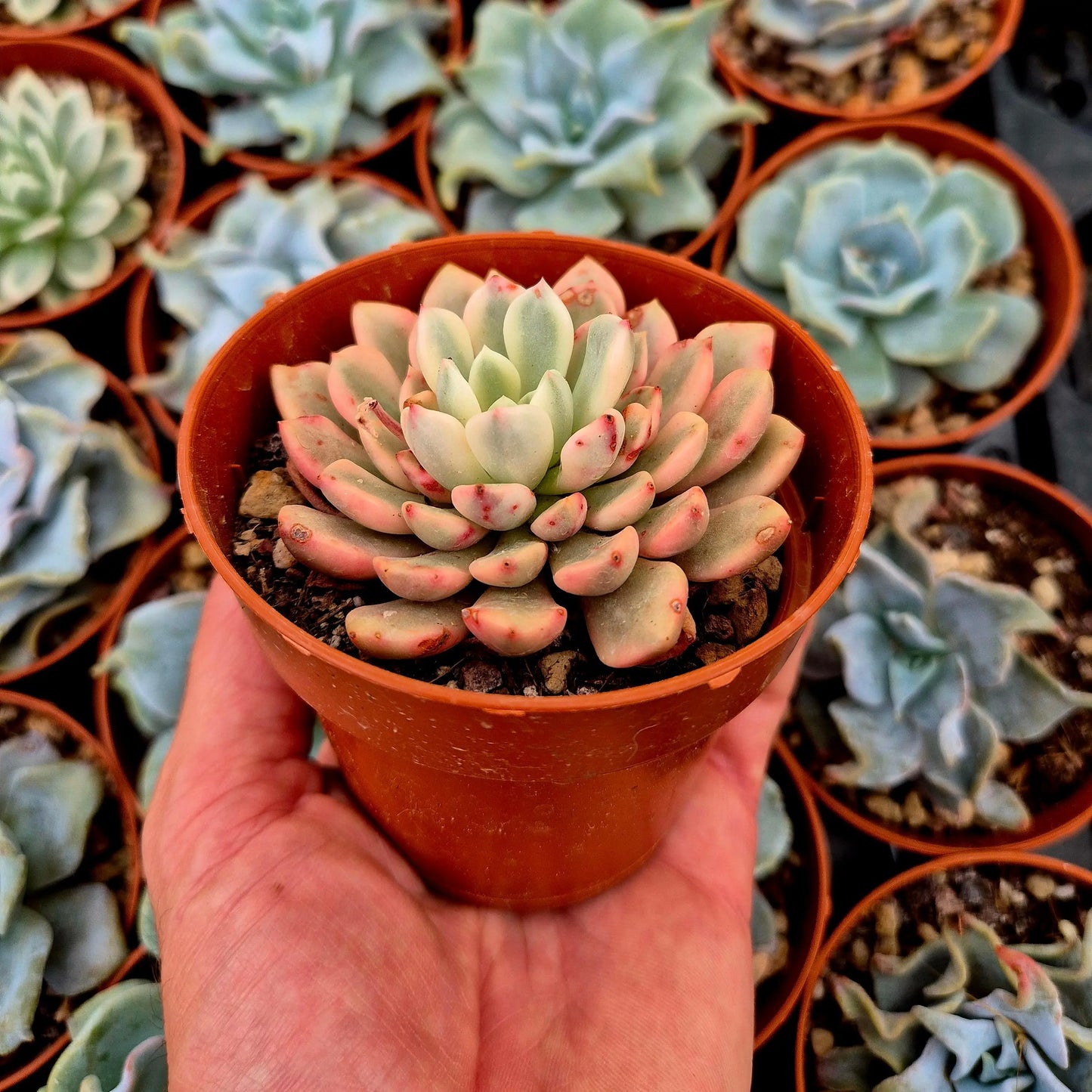 Sedeveria ’Pink Ruby’ variegada