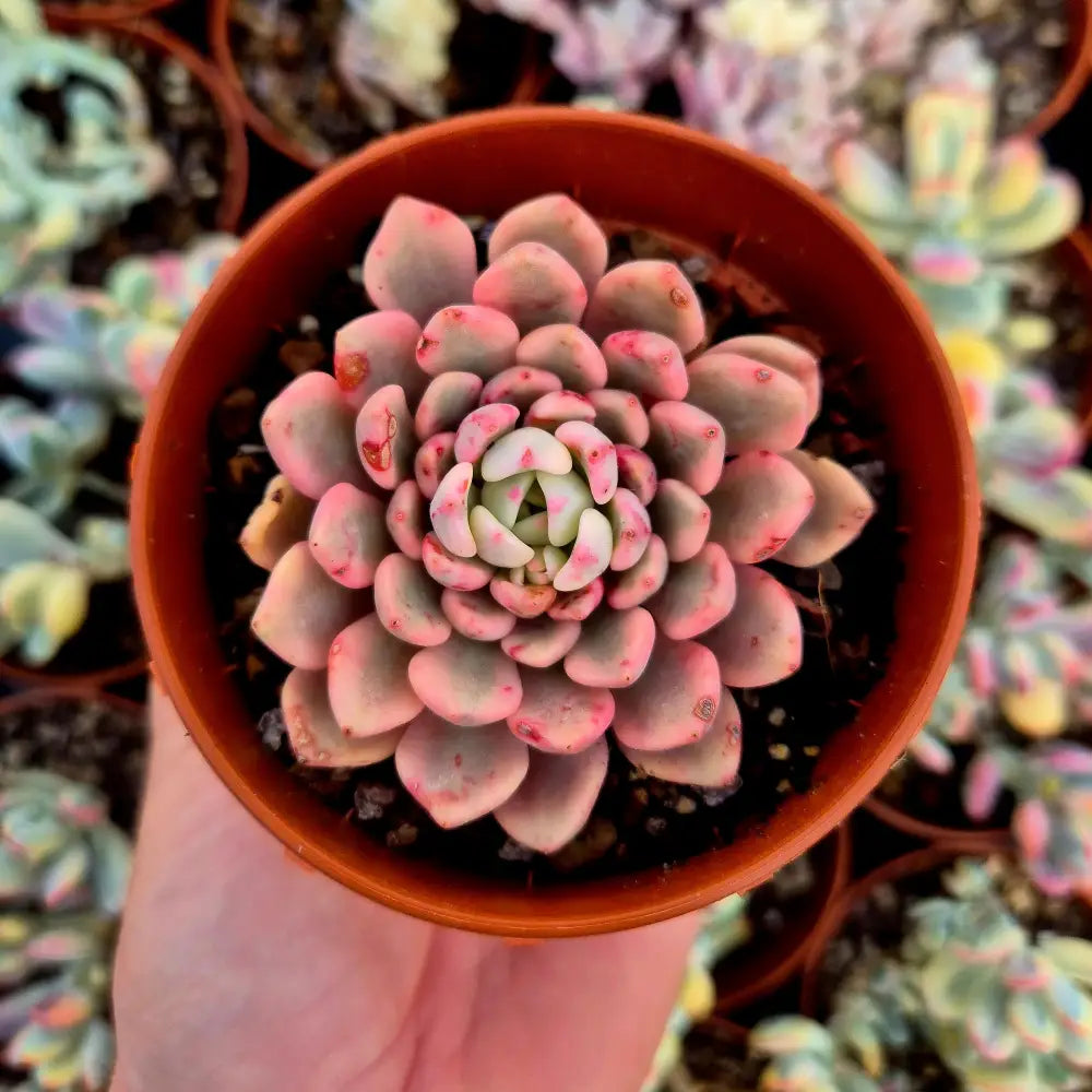 sedeveria pink ruby succulent Sedeveria "Pink Ruby" variegated