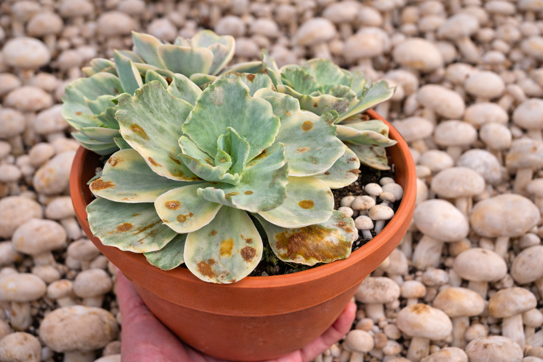 hongos en suculentas variegadas manchas foliares en echeveria variegada