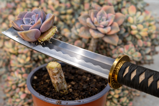 corte de roseta para reproducir suculentas variegadas mediante esqueje