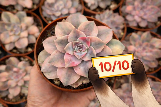 suculenta variegada con patrón aurea perfecto ejemplo de variegación estable