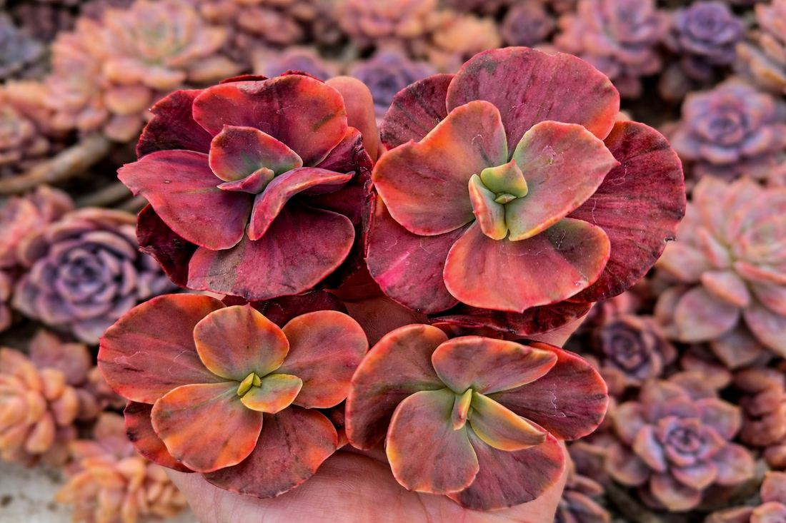Suculentas variegadas con colores intensos tras exposición controlada al sol