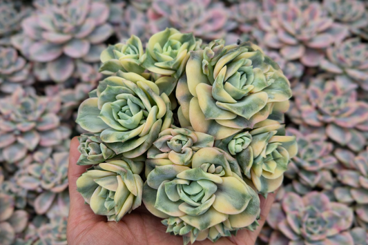 Suculentas variegadas con múltiples rosetas tras reproducción por corte