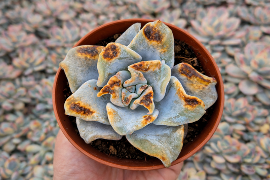 Suculenta variegada con quemaduras solares visibles en las hojas