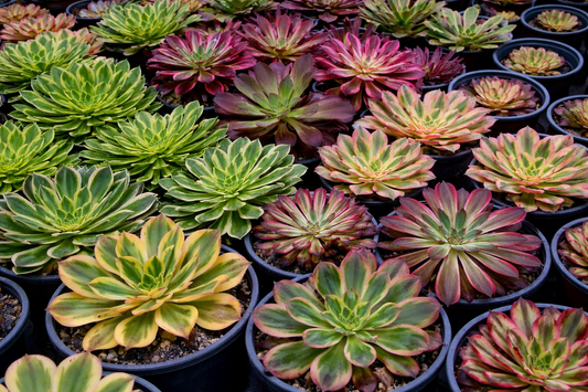 Colección de Aeonium variegados en cultivo con distintas variaciones de color