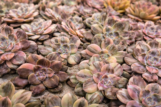 Conjunto de Echeverias variegadas con distintos patrones de variegación en cultivo