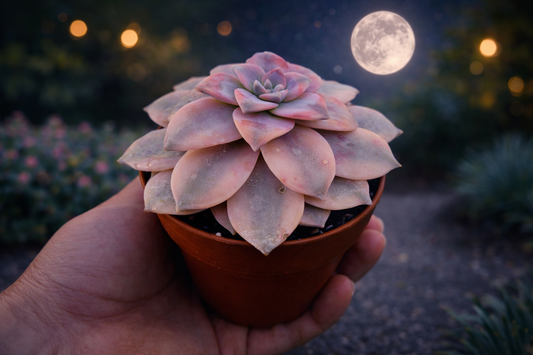Suculenta variegada en exterior nocturno representando el cultivo según ciclo lunar