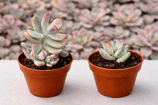 Comparativa de suculentas variegadas mostrando diferencia de tamaño y ritmo de crecimiento