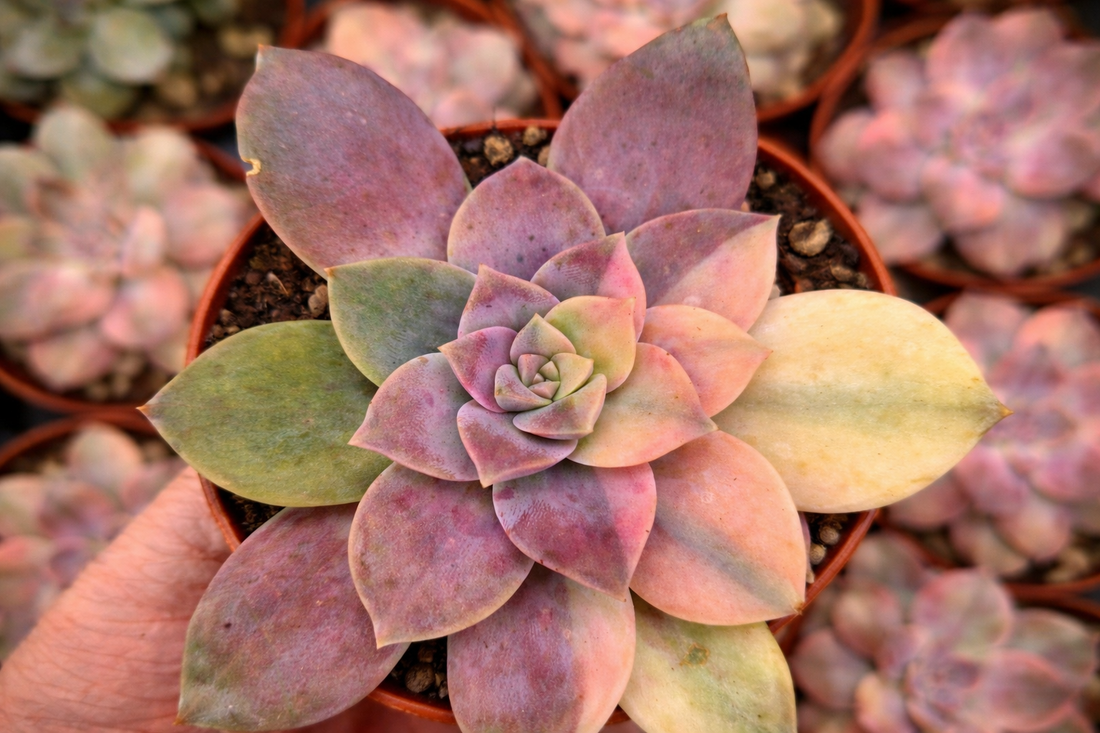 reversión y albinismo en suculenta variegada ejemplo de variegación inestable