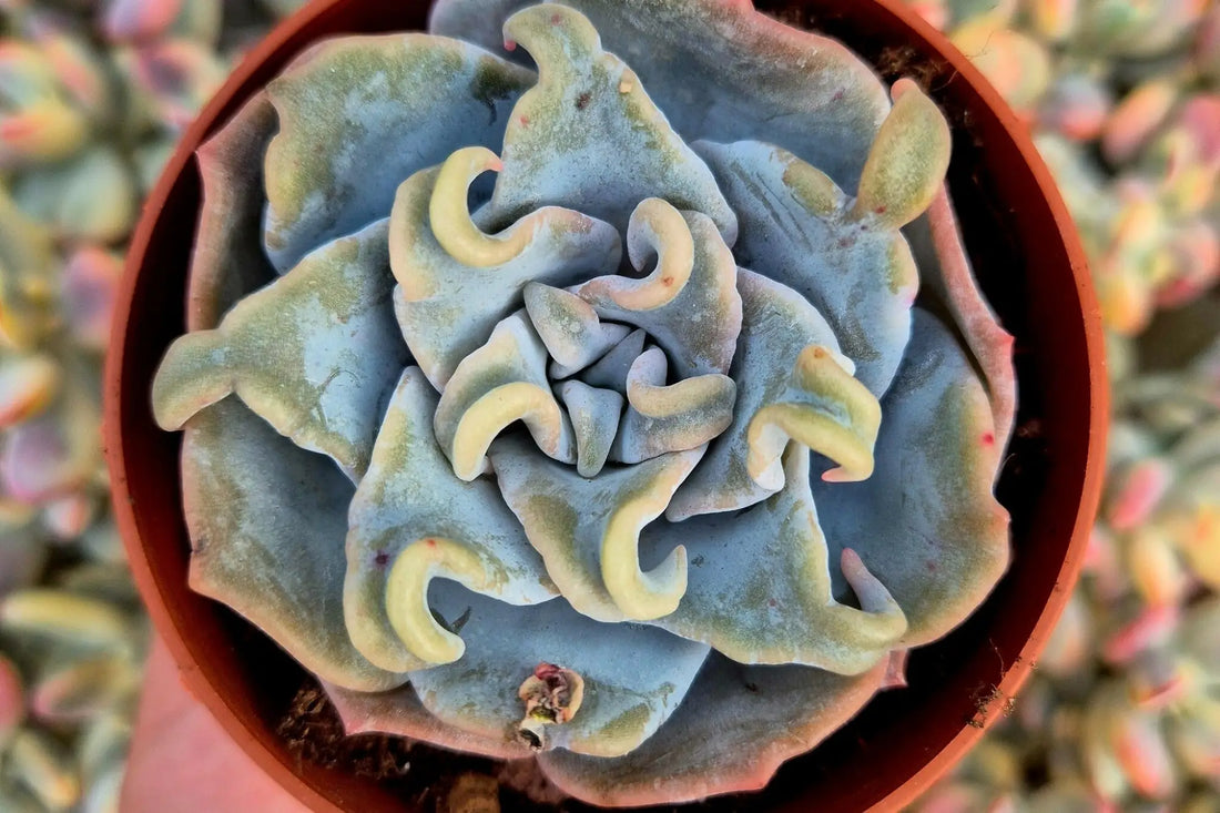 Echeveria Queen Crown ejemplo de mutación en suculenta rara con hojas onduladas