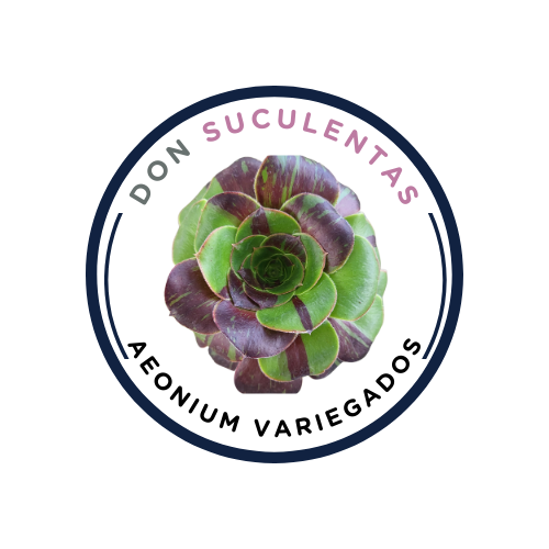 Aeonium Variegados - Donsuculentas