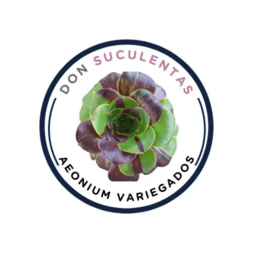 Colección de Aeonium variegados