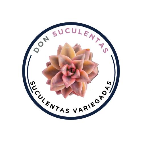 Colección de suculentas variegadas