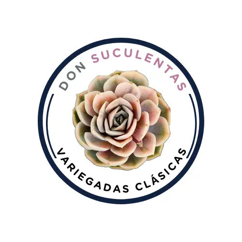 Colección de Suculentas variegadas