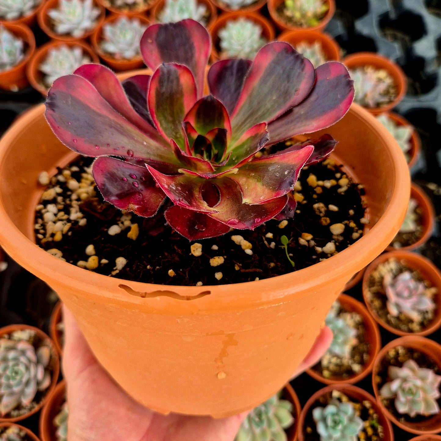 Aeonium "Voodoo White" variegado