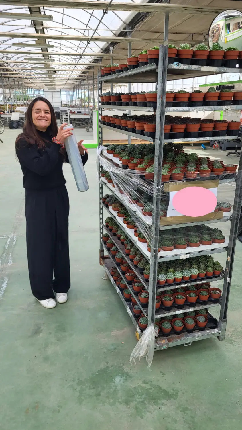 Organización y preparación de suculentas en un invernadero durante una etapa de producción y gestión del stock del proyecto Don Suculentas.