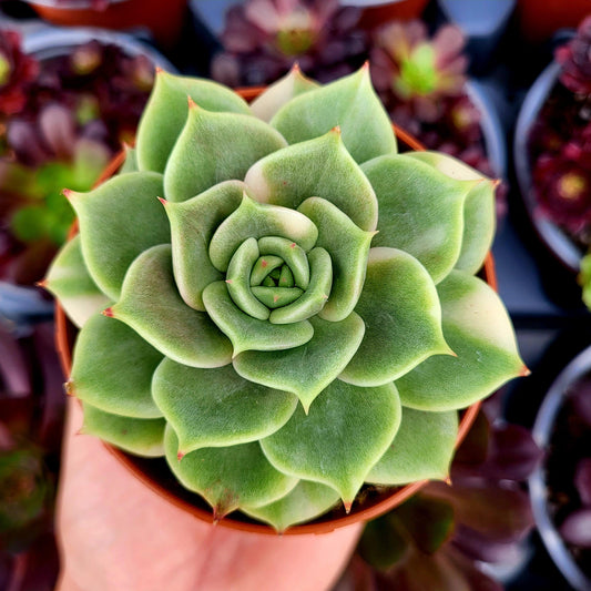 Echeveria "Lake Baikal" variegada - Donsuculentas