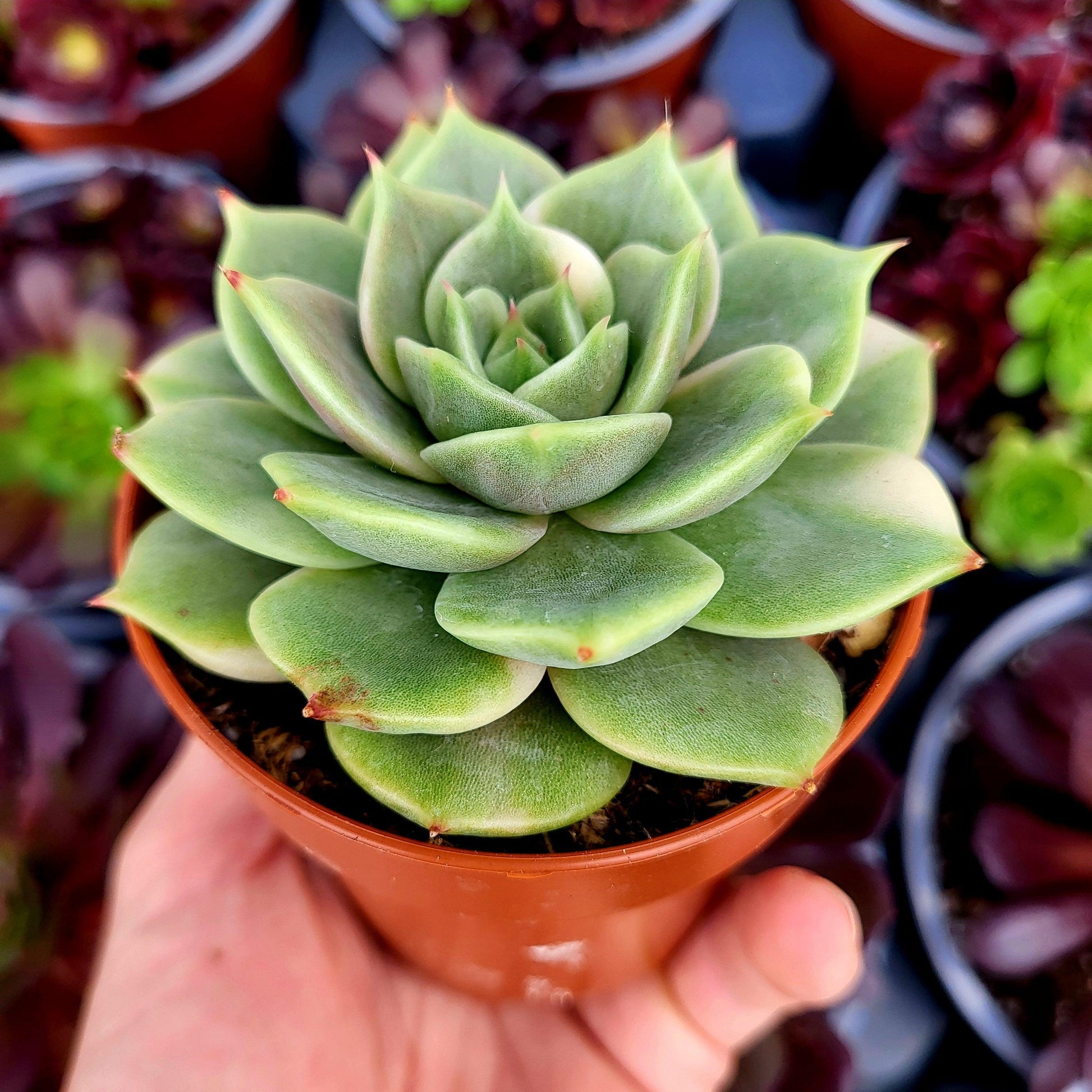 Echeveria "Lake Baikal" variegada - Donsuculentas