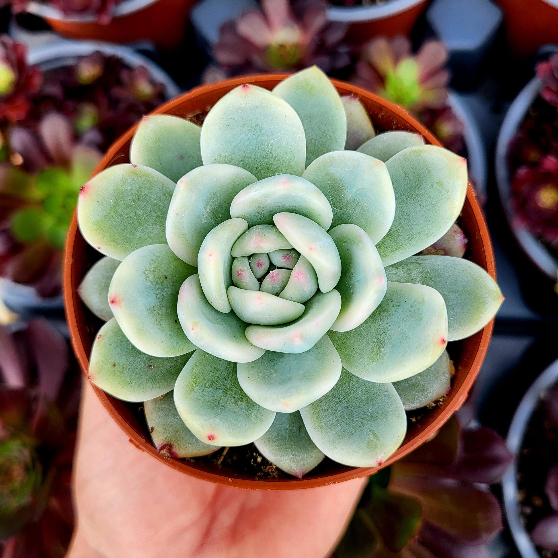 Echeveria "Monroe" variegada - Donsuculentas