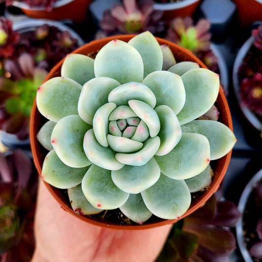 Echeveria "Monroe" variegada - Donsuculentas
