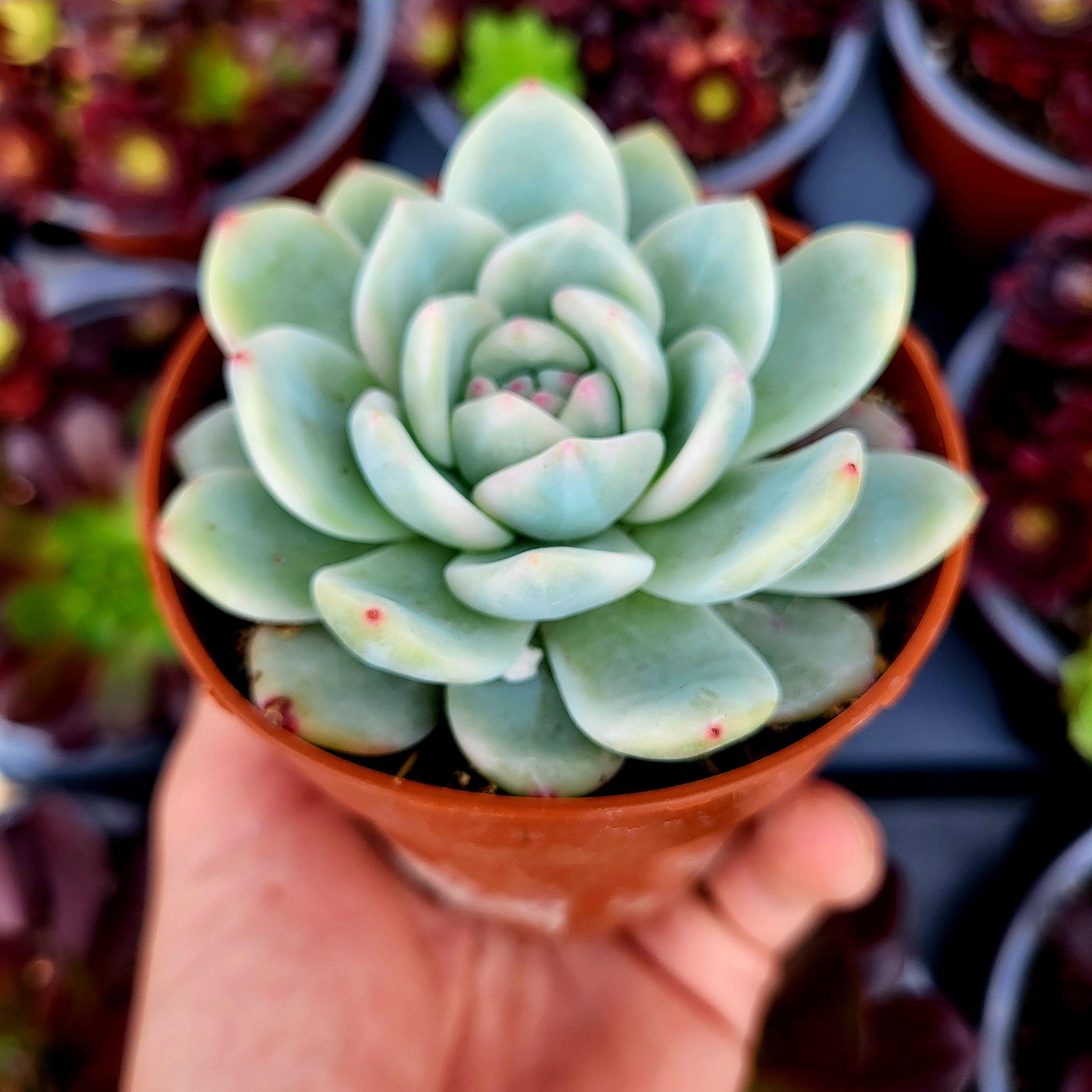 Echeveria "Monroe" variegada - Donsuculentas