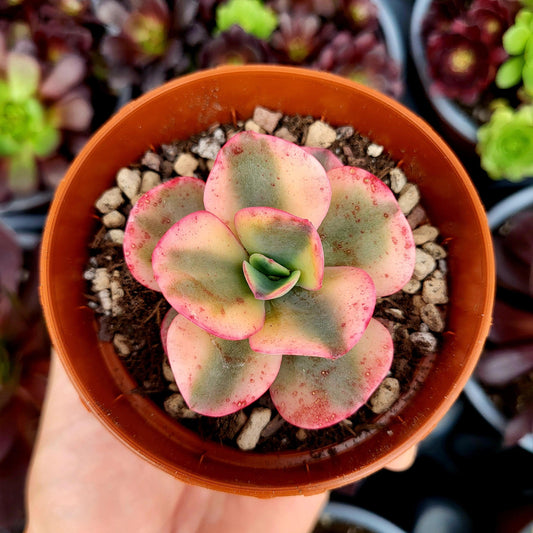 Echeveria "Julia" variegada - Donsuculentas
