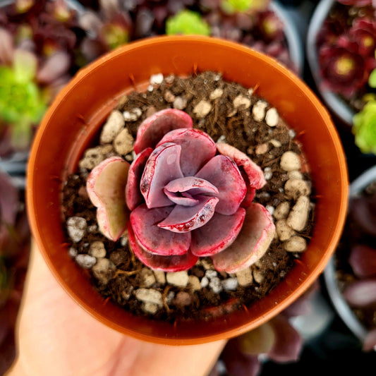 Echeveria "Pink Angel" variegada - Donsuculentas