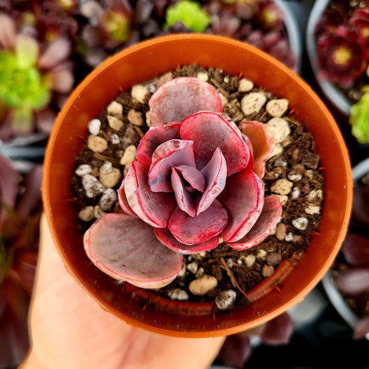 Echeveria "Pink Angel" variegada - Donsuculentas