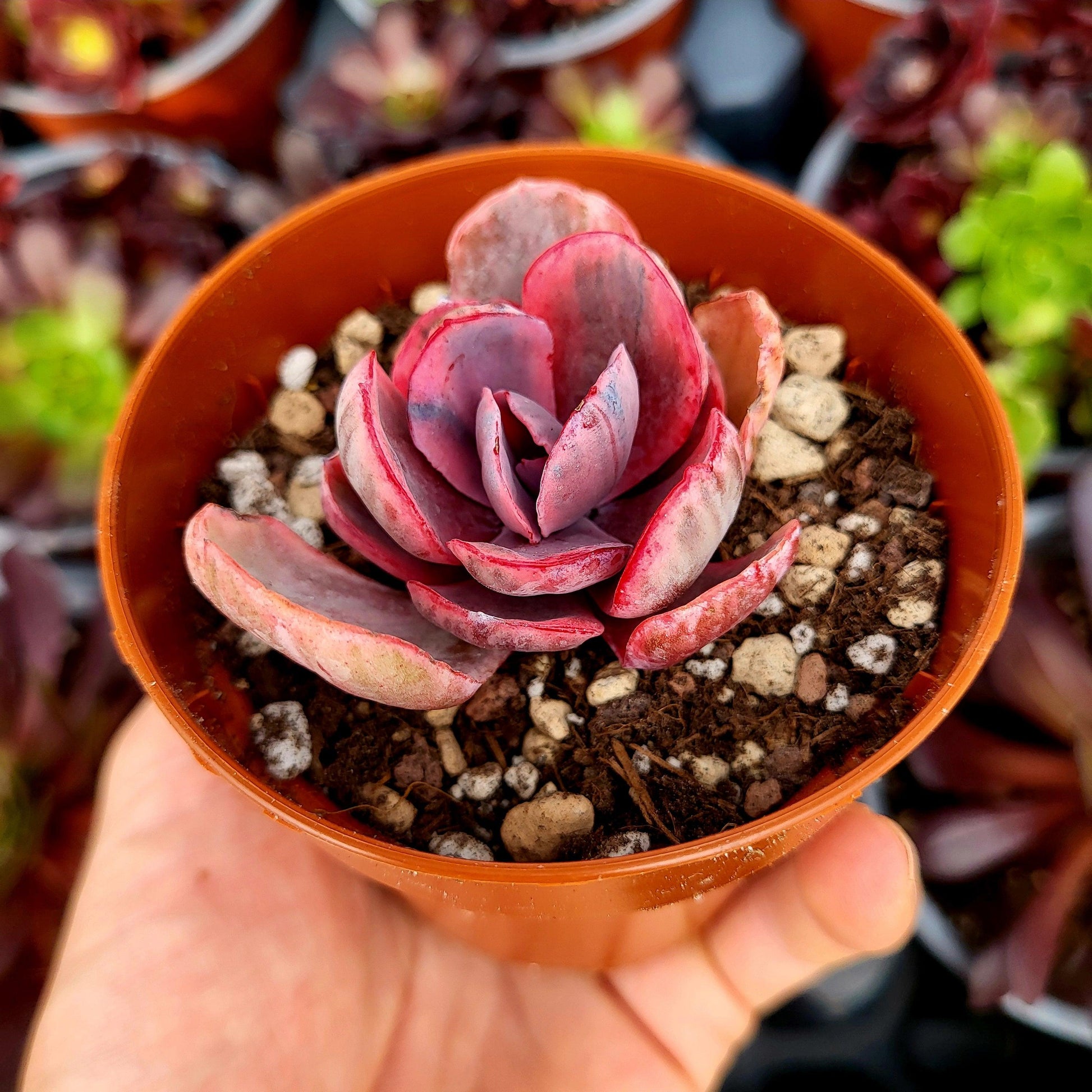 Echeveria "Pink Angel" variegada - Donsuculentas