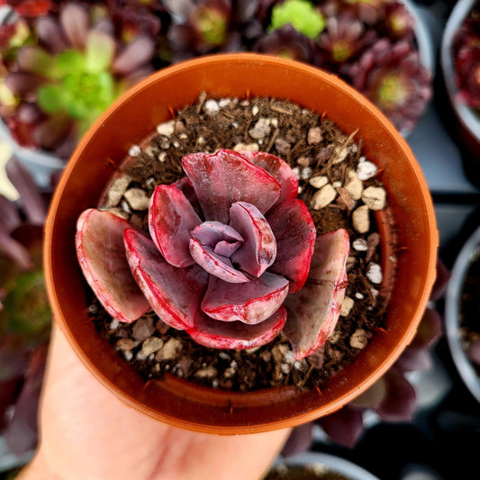 Echeveria "Pink Angel" variegada - Donsuculentas