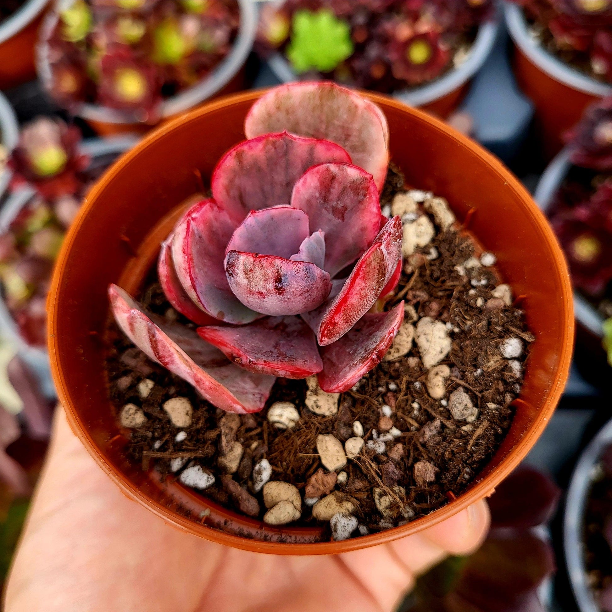 Echeveria "Pink Angel" variegada - Donsuculentas