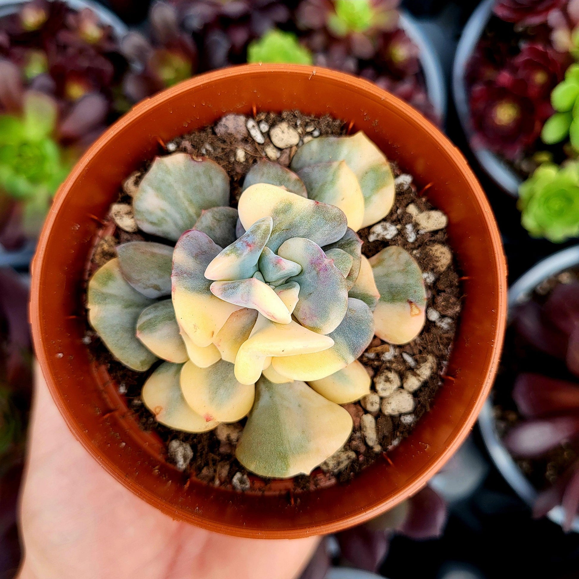 Echeveria "Cubic Frost" variegada - Donsuculentas