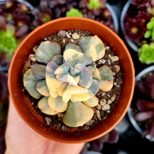 Echeveria "Cubic Frost" variegada - Donsuculentas