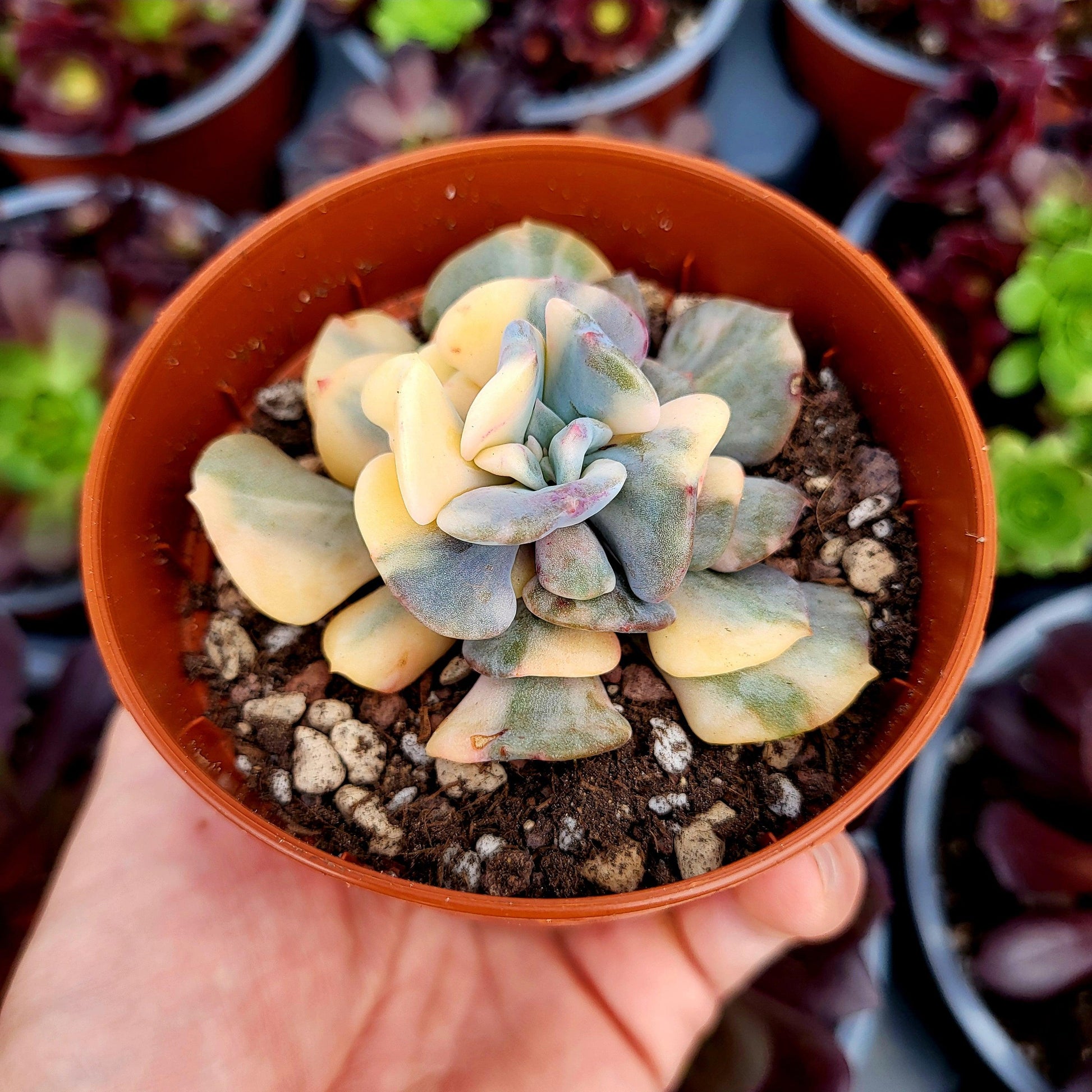 Echeveria "Cubic Frost" variegada - Donsuculentas