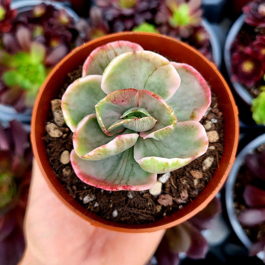 Echeveria "Ice Age" variegada - Donsuculentas