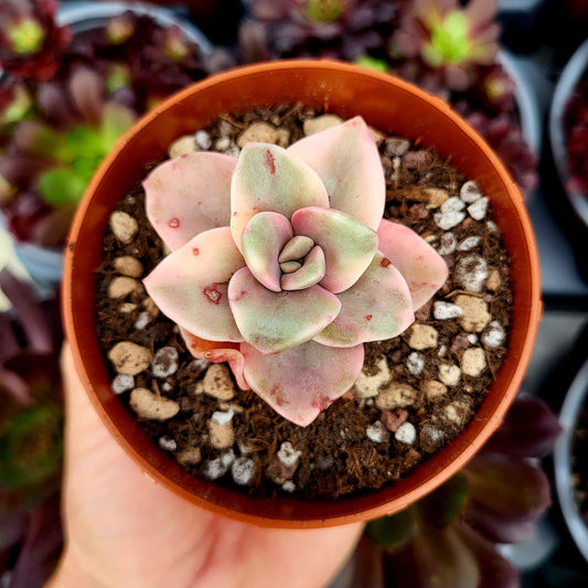Graptoveria "Albert Baynes" variegada - Donsuculentas