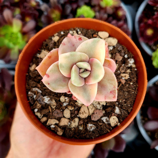 Graptoveria "Albert Baynes" variegada - Donsuculentas