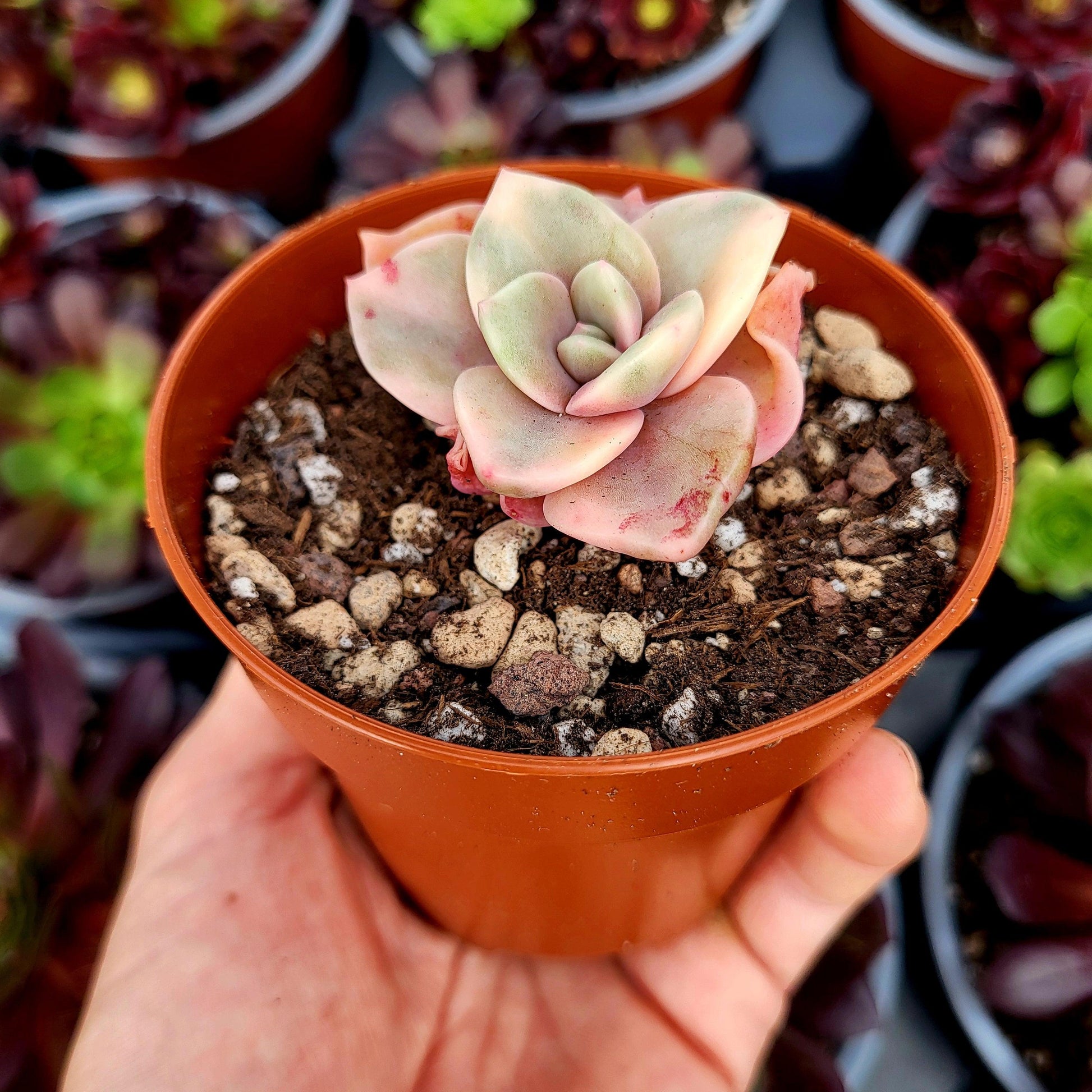 Graptoveria "Albert Baynes" variegada - Donsuculentas