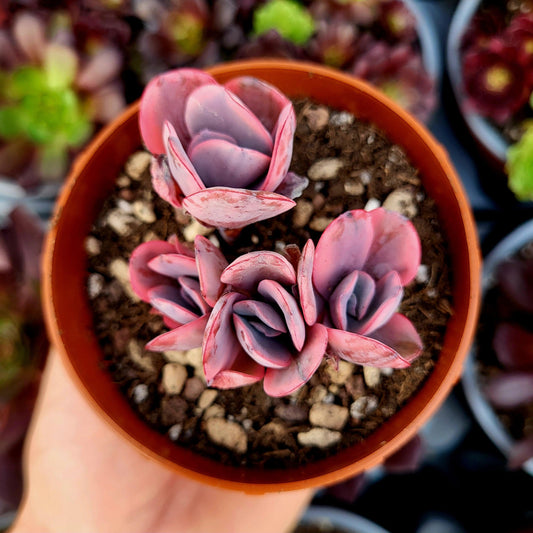 Echeveria "Angel Wings" variegada - Donsuculentas