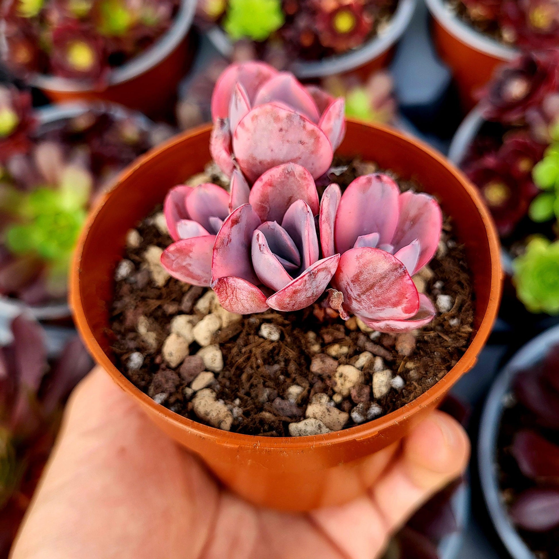 Echeveria "Angel Wings" variegada - Donsuculentas