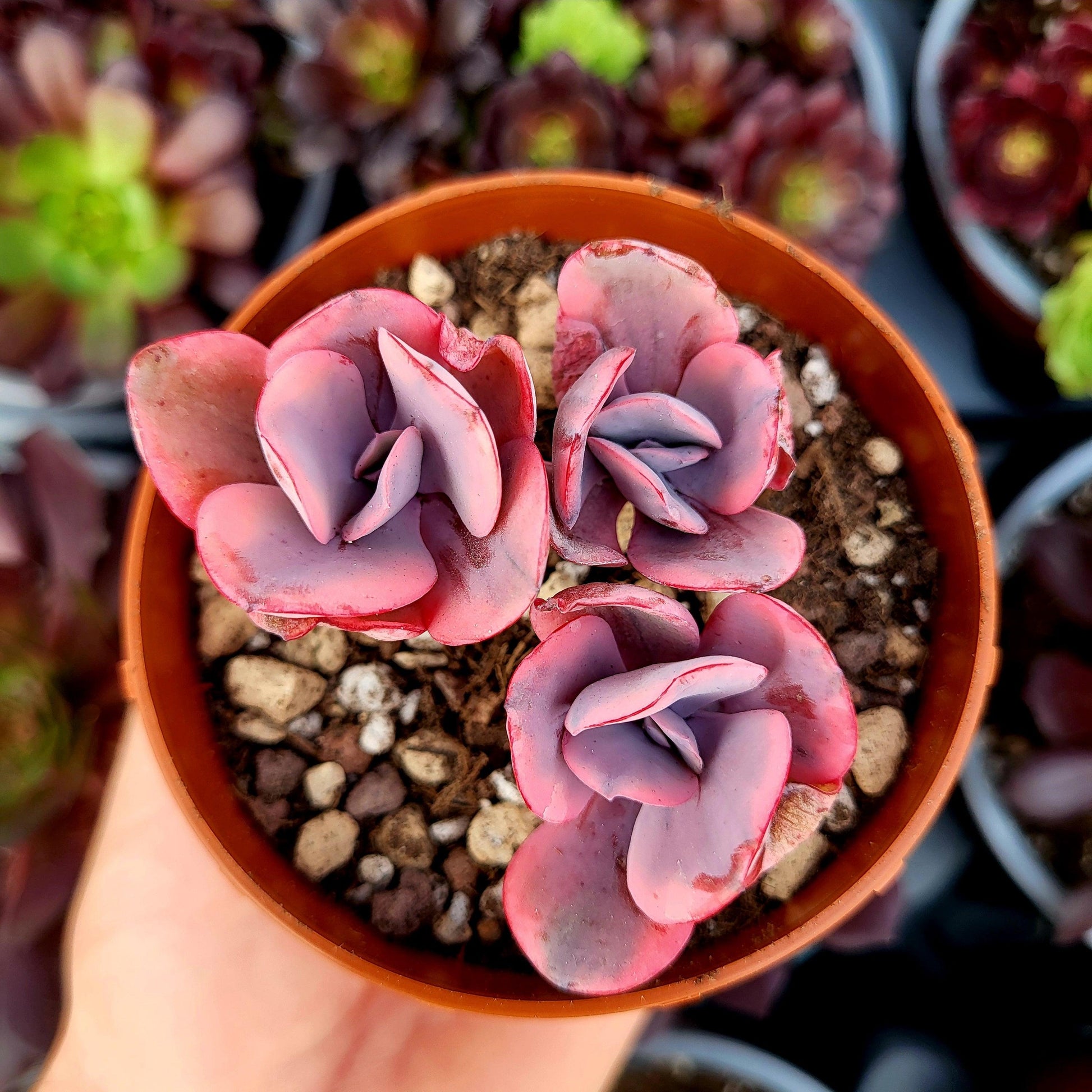 Echeveria "Angel Wings" variegada - Donsuculentas