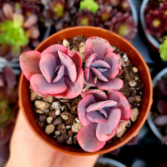 Echeveria "Angel Wings" variegada - Donsuculentas