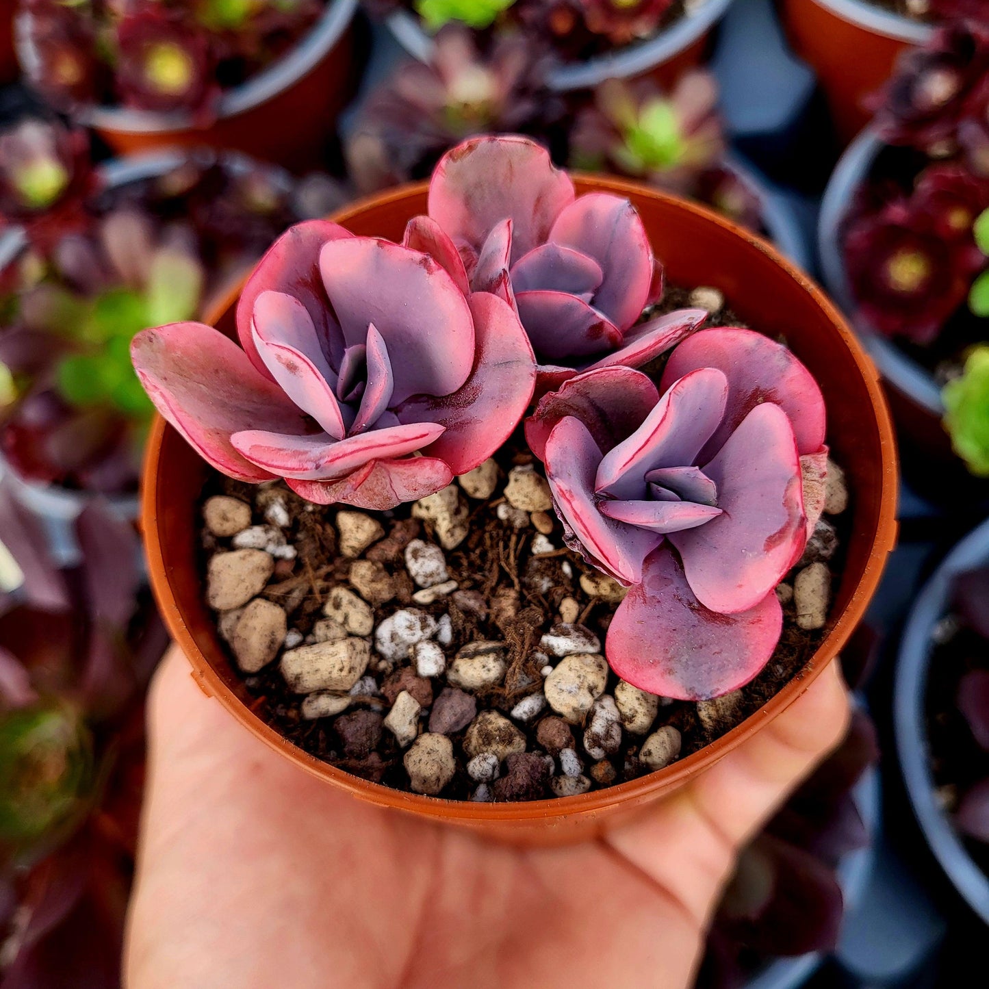 Echeveria "Angel Wings" variegada - Donsuculentas